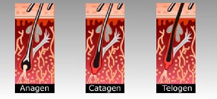 Anagen, Catagen & Telogen